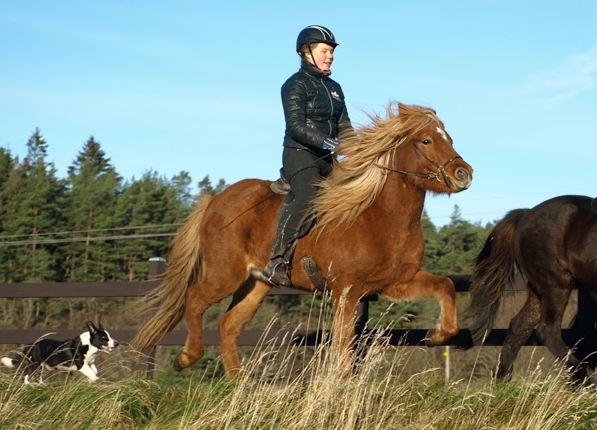J&oacute;dis fr&aring;n Sundsby 3 &aring;r. Foto: Ann-Louise Svensson