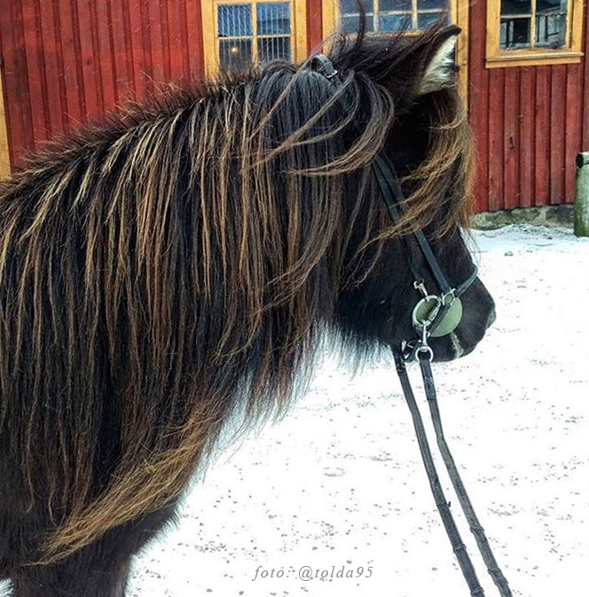 K&oacute;lbr&uacute;n 3  &aring;r. Foto @tolda95