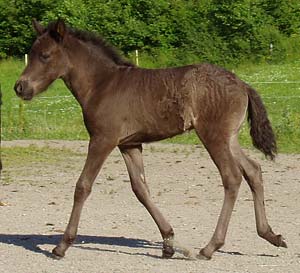 Lj&uacute;fva fr&aring;n Sundsby