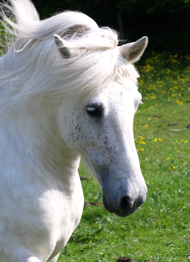 M&yacute;kt sommaren 2015. Foto: Ann-Louise Svensson