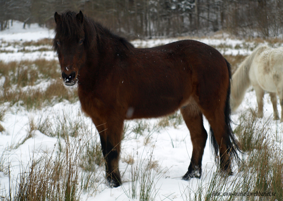 &Ouml;gri fr&aacute; Baldurshaga. Foto: Ann-Louise Svensson