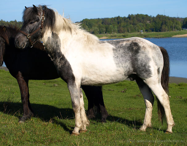 Otto 3 &aring;r. Foto: Ann-Louise Svensson