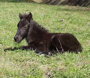 Herjann n&aring;gra timmar gammal