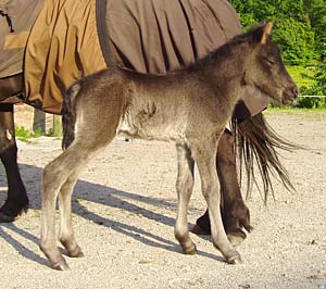 R&aacute;ni fr&aring;n Sundsby f&ouml;dd 2003