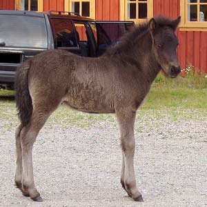 Skelmir fr&aring;n Sundsby, f 2004