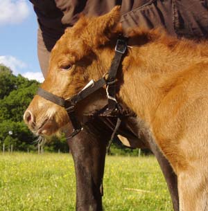 N&aring;gra timmar gammal