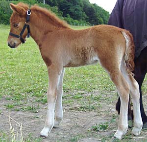 Raud fr&aring;n Sundsby drygt en vecka gammal