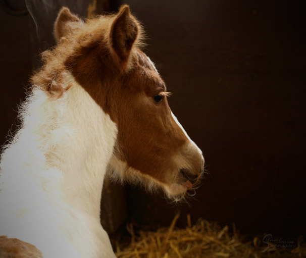 Lilla L�sa alldeles ny, 1/2 dag gammal