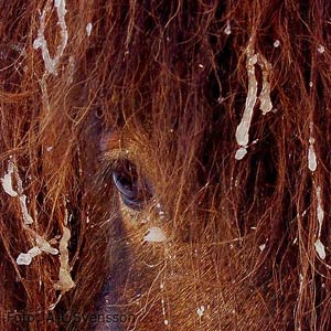 Snarfagri 3 &aring;r