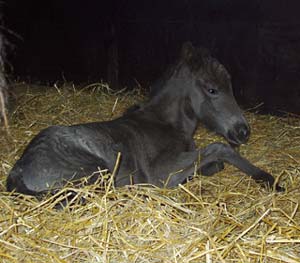 Lj&uacute;fva n&aring;gra timmar gammal