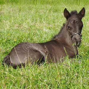 Lj&uacute;fa 1 vecka