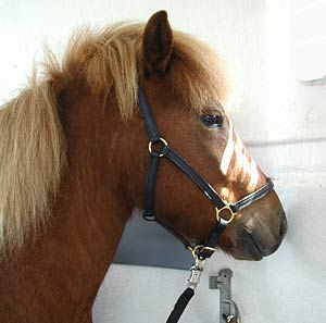 T&aacute;ta i transporten