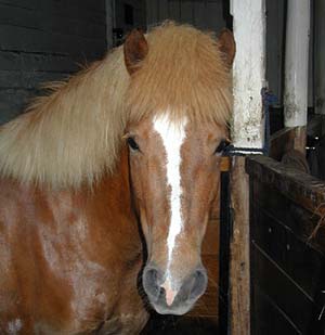 Tindra, portr&auml;ttbild i stallet