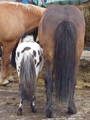 Tyfus p&aring; middag med islandsh&auml;starna