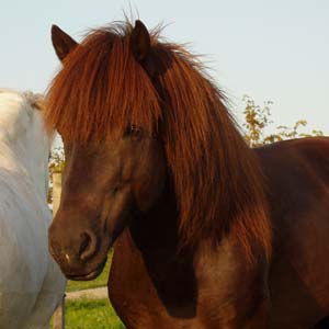 Viktor sommaren 2004