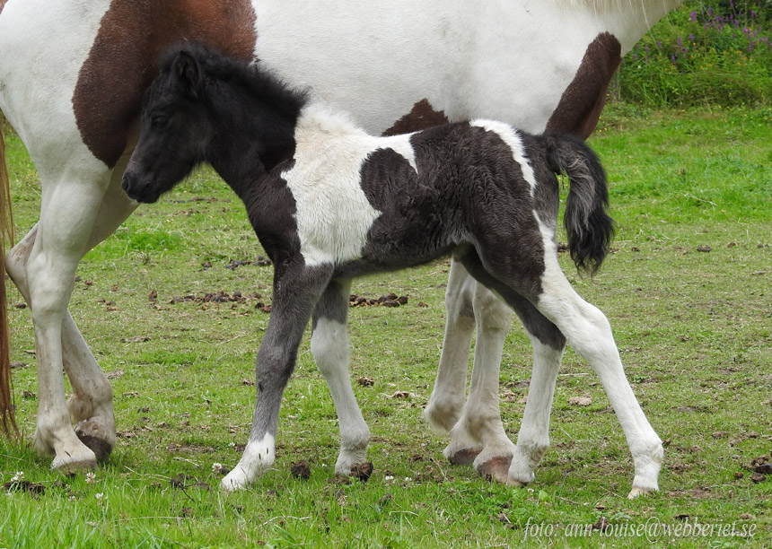 Lysas f&ouml;l. Foto: Ann-Louise Svensson