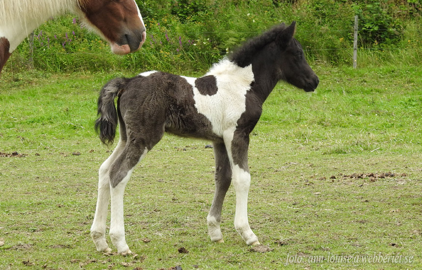 Lysas f&ouml;l. Foto: Ann-Louise Svensson