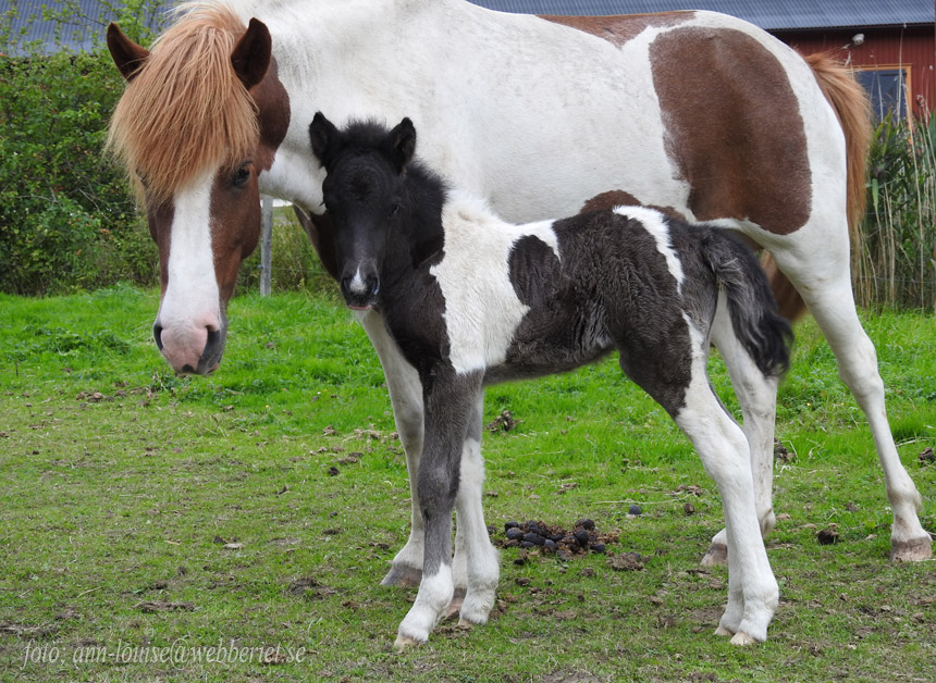 L�sa med stof�l f. 2017